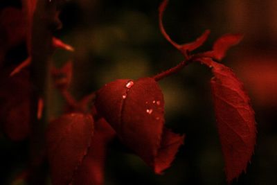 Close-up of red berries
