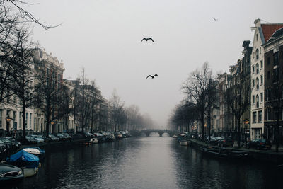 Birds flying over canal