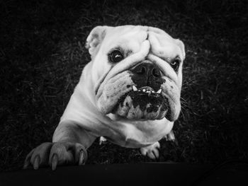 Close-up portrait of dog