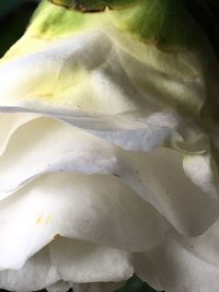 Full frame shot of flower