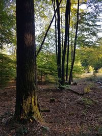 Trees in forest