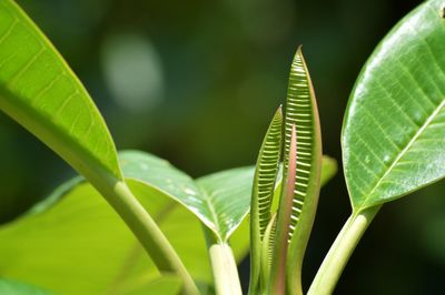 Close-up of plant leaf
