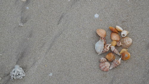 Collection of sea shells at a beach