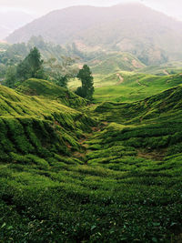 Scenic view of green landscape