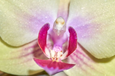 Close-up of pink orchid