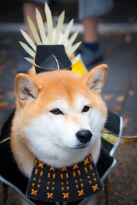 Close-up portrait of dog