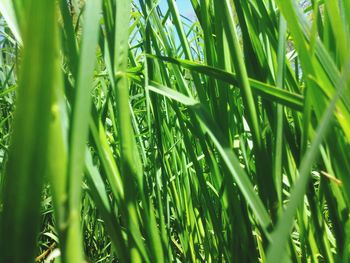 Full frame shot of fresh green plants