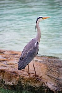 High angle view of gray heron perching on rock