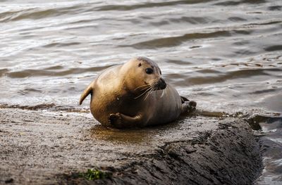 High angle view of a harbour seal on a slipway