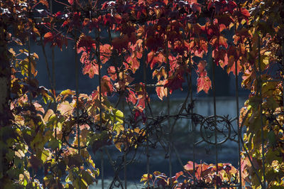 Close-up of plants against trees