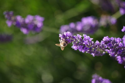 Close-up of insect on purple flowering plant