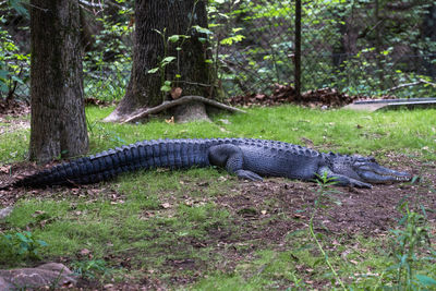 High angle view of crocodile in forest