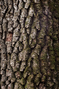 Full frame shot of tree trunk