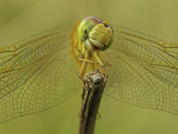 Cute smile of dragonfly