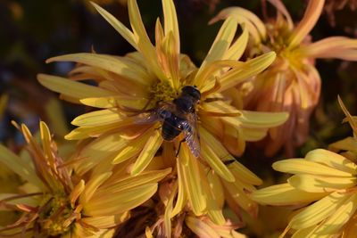 Close-up of honey bee on flower