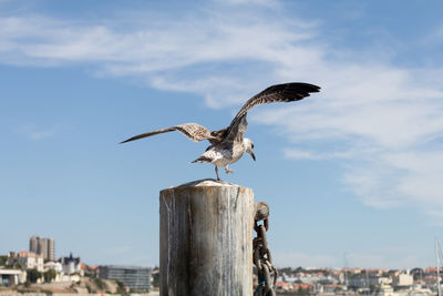 Seagull flying over wooden post against sky