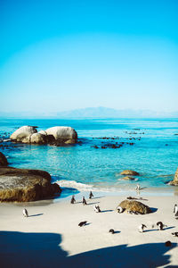 View of birds on beach against blue sky