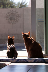 Cats sitting on window