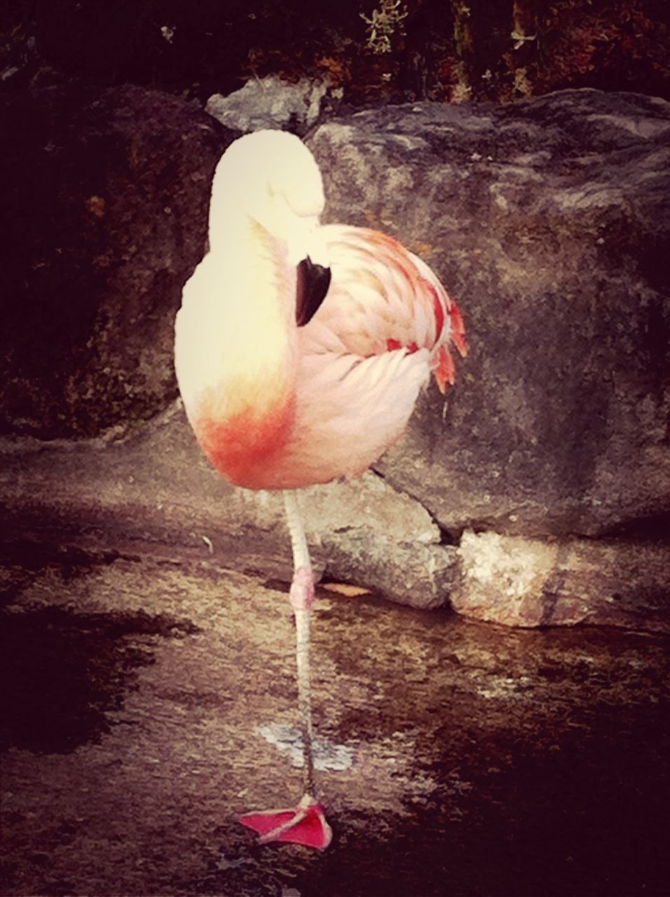 bird, animal themes, wildlife, one animal, beak, animals in the wild, white color, swan, full length, flamingo, side view, nature, outdoors, feather, close-up, white, no people, zoology, day
