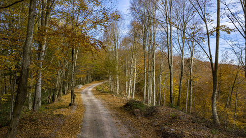 Dirt road along trees in forest