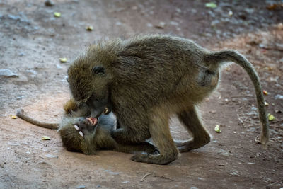 Monkeys on field