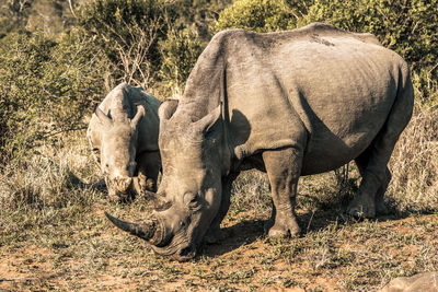 View of elephant on field