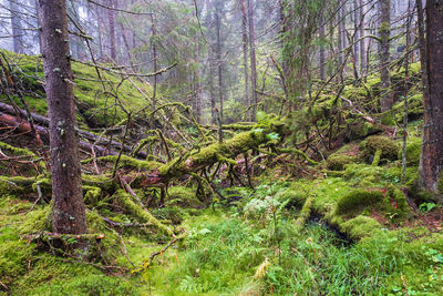 Plants and trees in forest