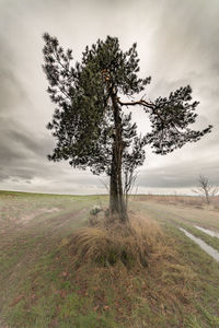 Tree on field against sky