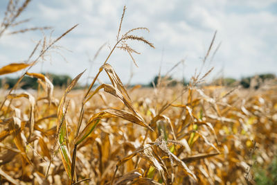 Close-up of stalks in field against sky