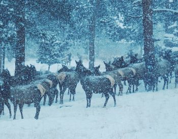 Panoramic view of trees on snow covered land