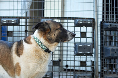 Close-up of a dog looking away