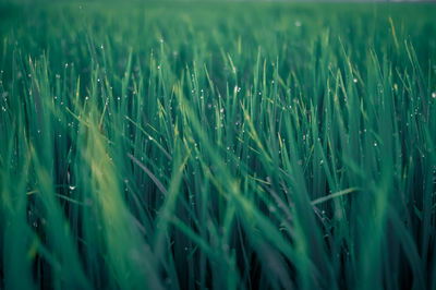 Full frame shot of crops growing on field