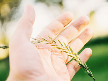 Close-up of hand holding plant