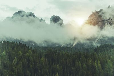 Panoramic shot of trees in forest against sky