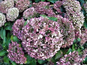 Close-up of pink flowering plants