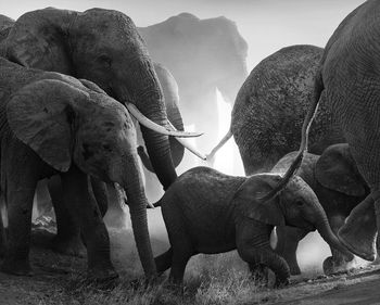 View of elephant on land