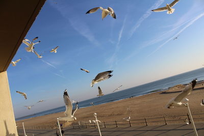 Flock of seagulls flying at beach against sky