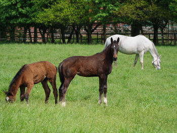 Horses on a pasture in germany