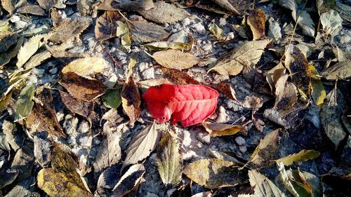 Close up of red flower