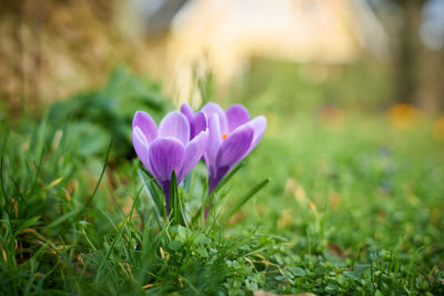 Close-up of purple crocus flower on field