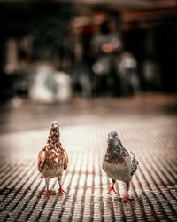 Close-up of birds on the street