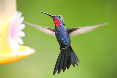 Close-up of bird flying