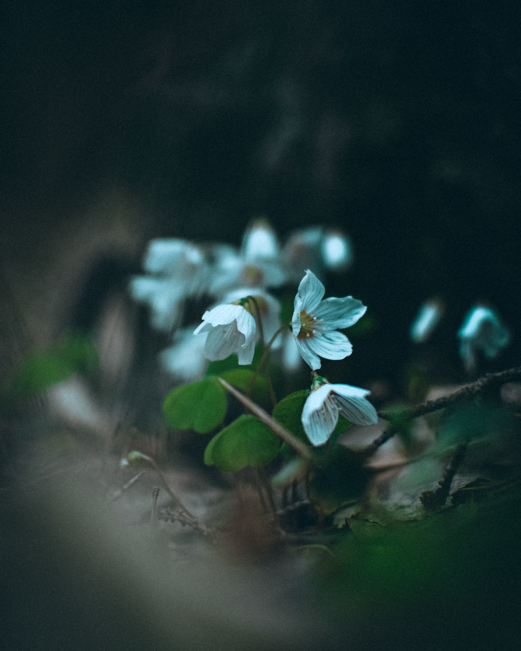 plant, green, flower, flowering plant, macro photography, beauty in nature, nature, freshness, leaf, close-up, fragility, plant part, no people, petal, sunlight, growth, branch, springtime, flower head, darkness, outdoors, water, selective focus, inflorescence, blossom, tree, blue, light, environment