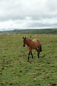 Horse standing in a field