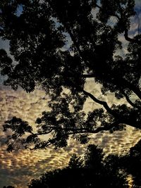 Low angle view of silhouette trees in forest against sky