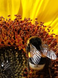 Close-up of bee pollinating on flower