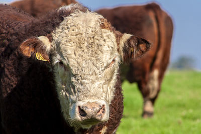 Herd of hereford cattle on the pasture in brazilian ranch.