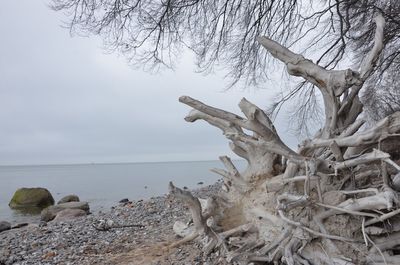 Close-up of bare tree in sea against sky