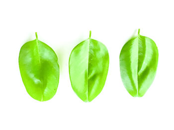 Close-up of green leaves against white background