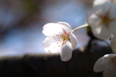 Close-up of white cherry blossom